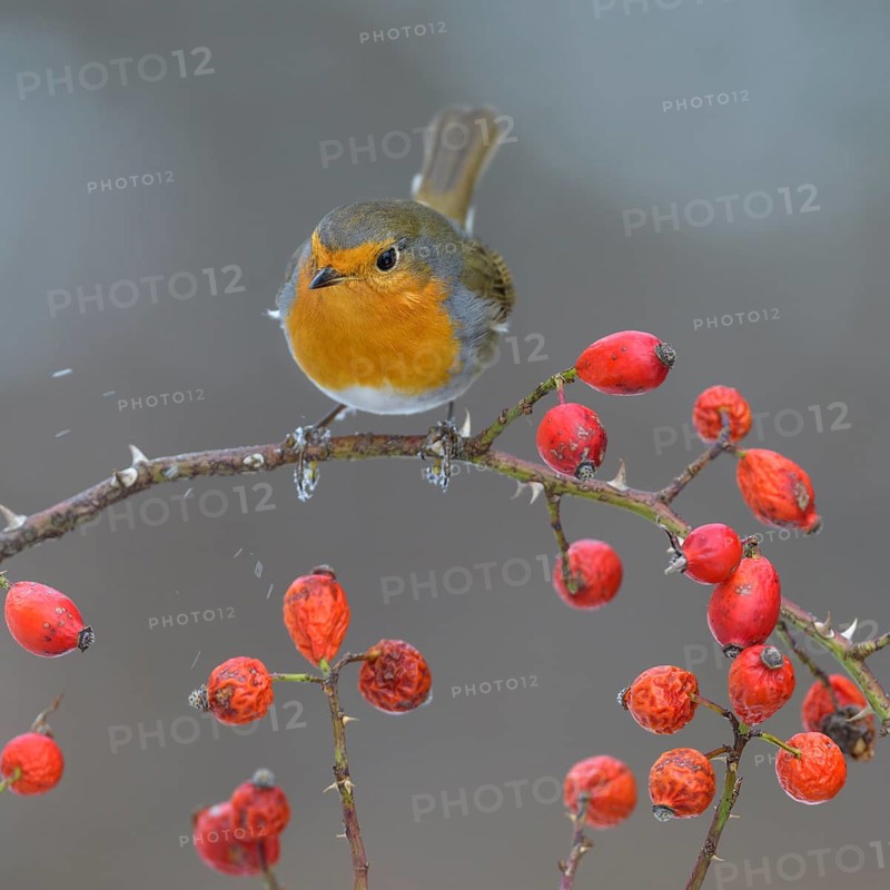 European robin