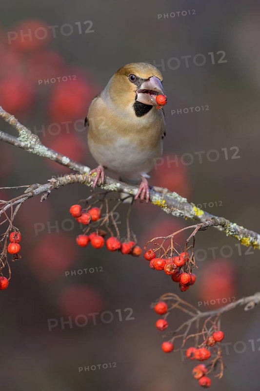 Hawfinch