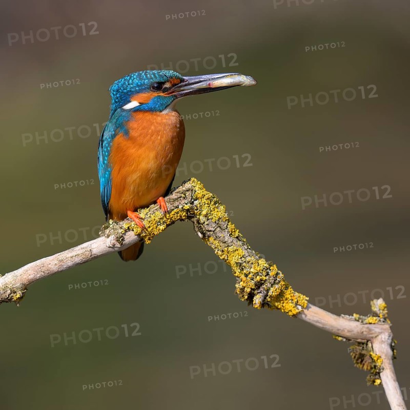 Common kingfisher