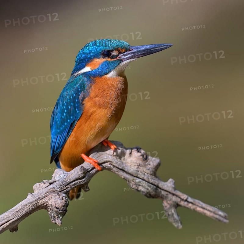 Common kingfisher