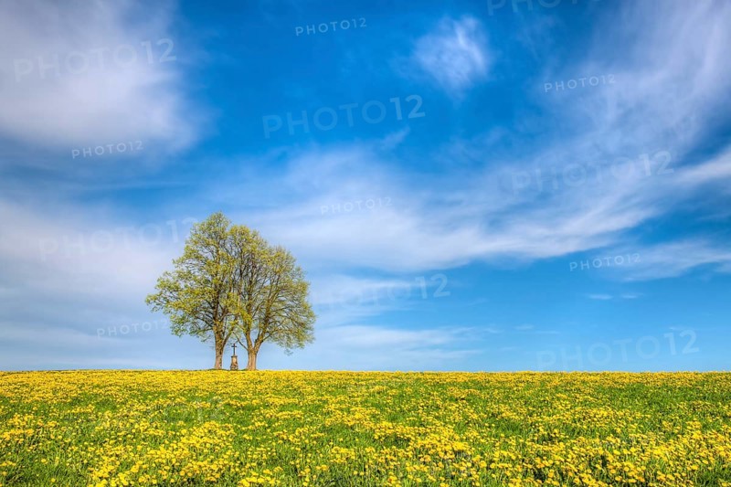 A lone pair of trees in the flowering dandelion meadow