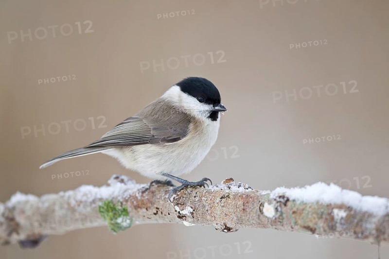 Willow tit