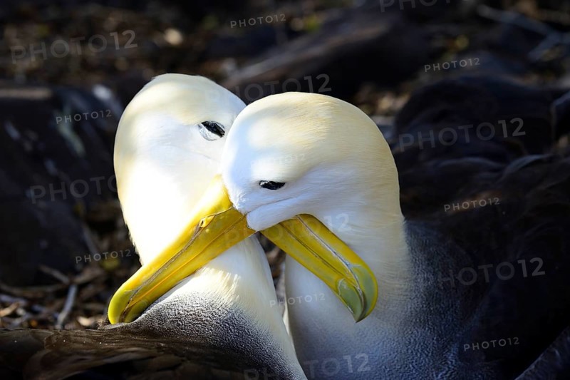 Waved albatrosses