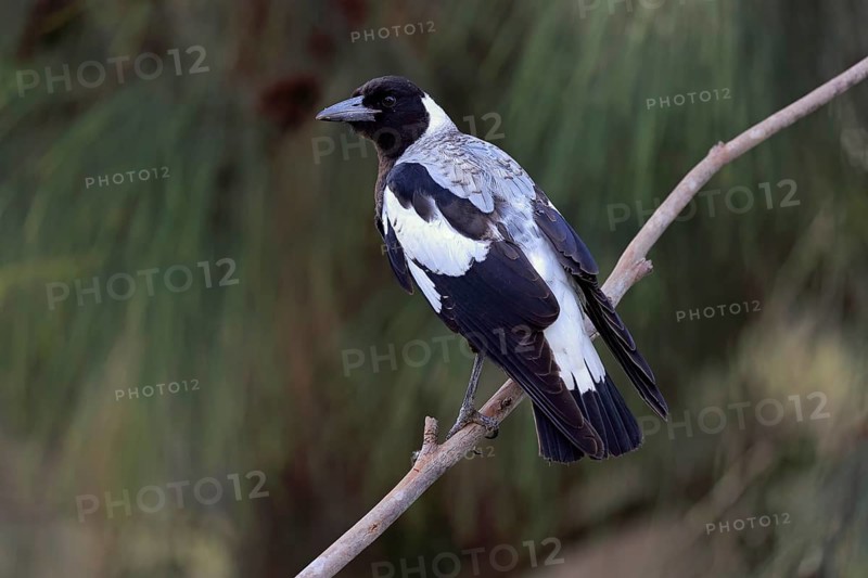 Australian magpie