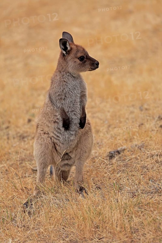 Kangaroo Island kangaroo