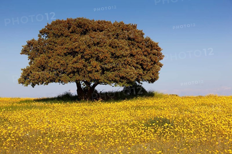 Flowering meadow with holm oak