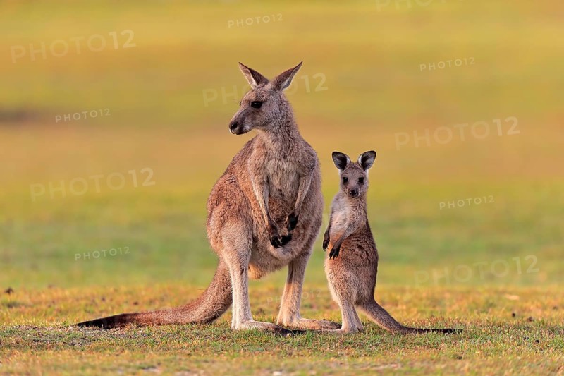 Eastern giant grey kangaroo
