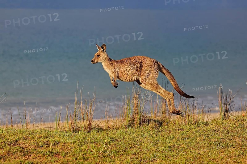Eastern grey kangaroo