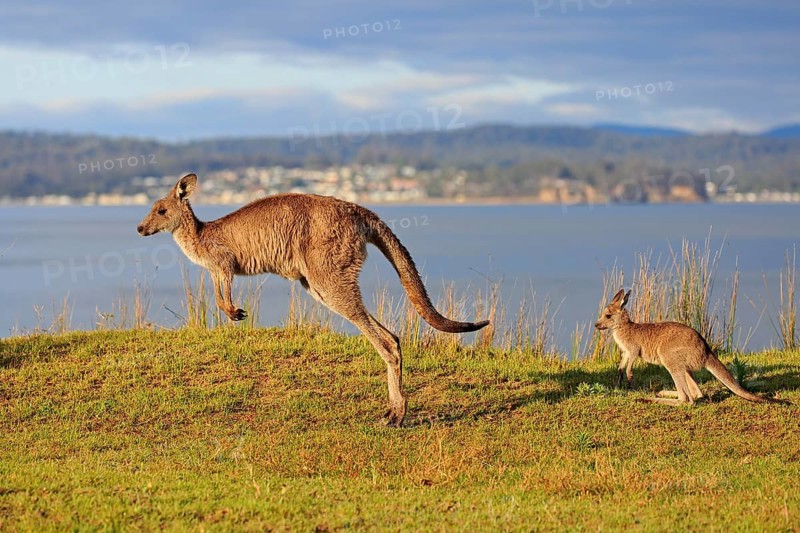 Eastern giant grey kangaroo