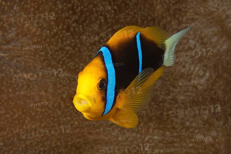 Orange-fin clownfish