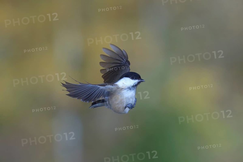 Willow tit