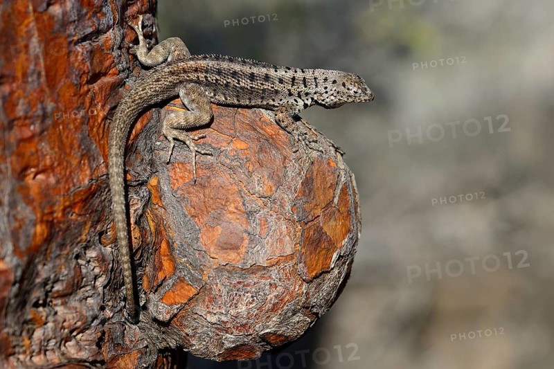 Lava lizard