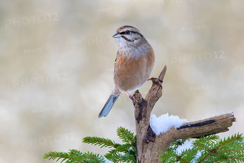 Rock Bunting