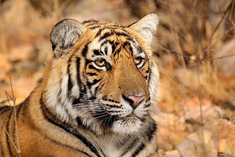Bengal Tiger