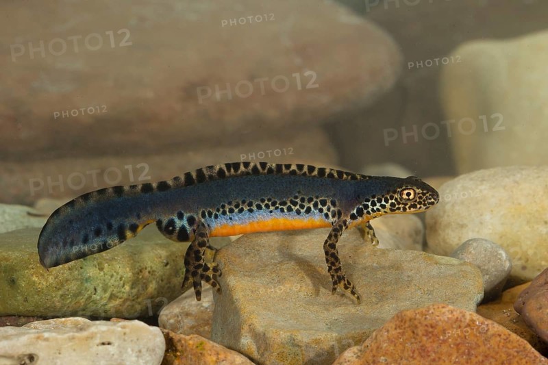 Alpine newt