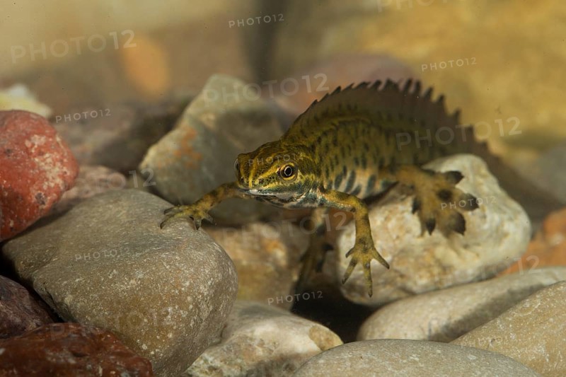 Common newt