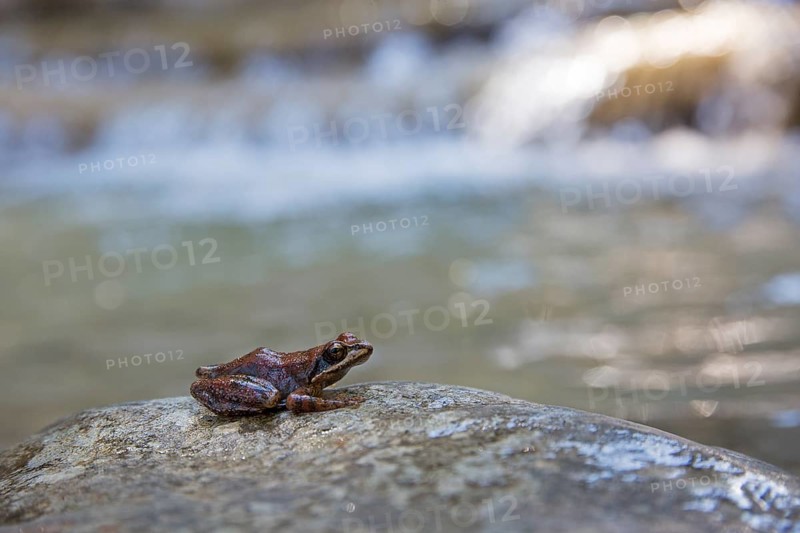 Pyrenean Frog