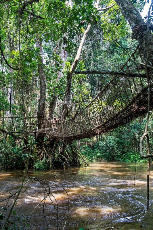 Hand made vine bridge in the Unesco world heritage sight Dzanga-Sangha Park Central African Republic