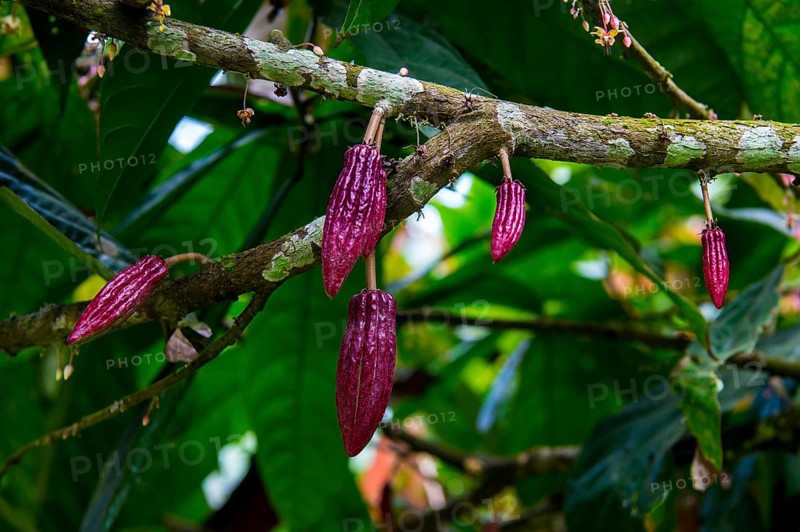 Young cocoa beans
