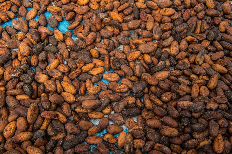 Drying cocoa beans