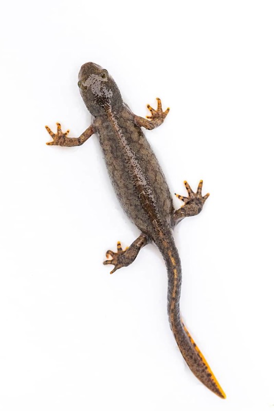 Alpine newt