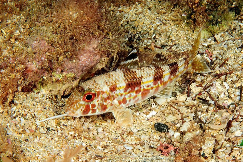West African mullet