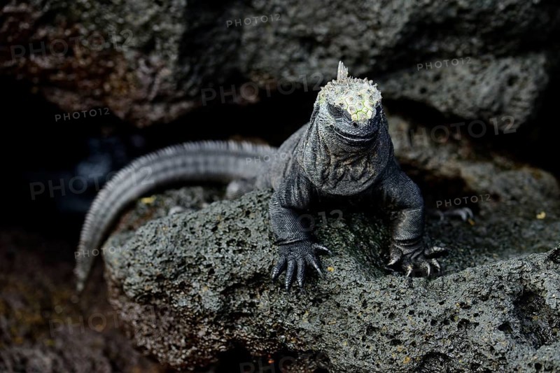 Marine iguana