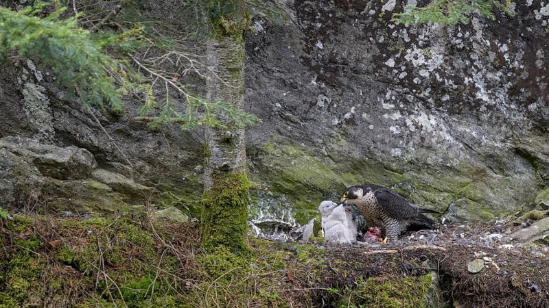 Peregrine falcon Falcon