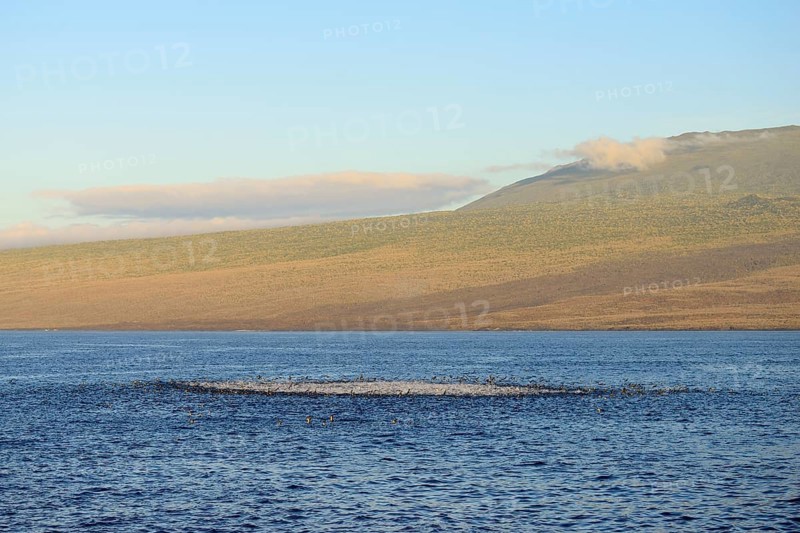 Bubbling sea as seabirds and predators hunt for a school of fish