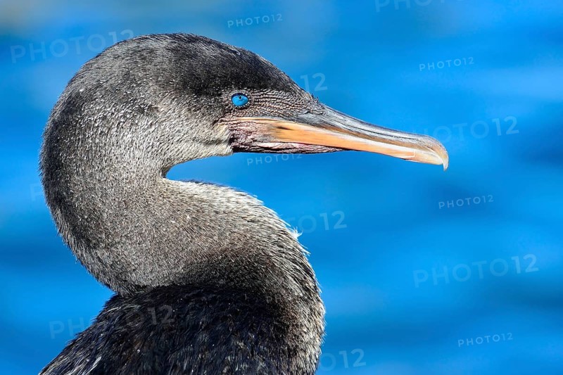 Flightless Cormorant
