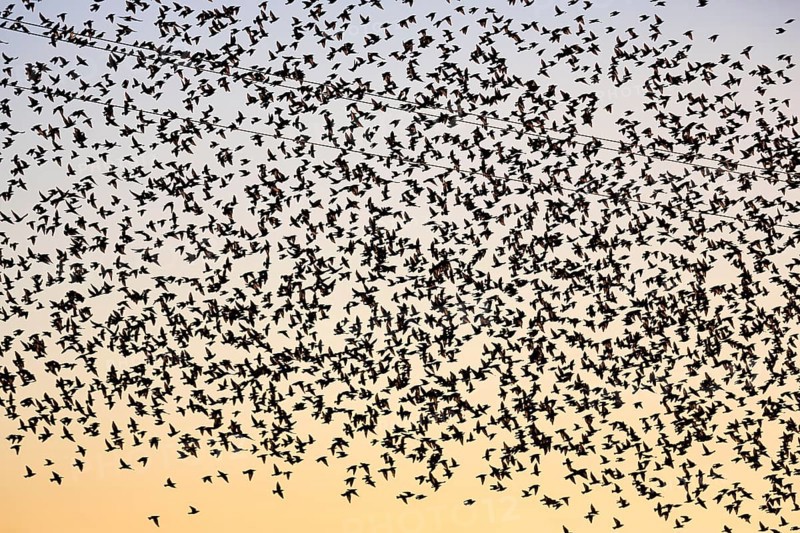 Countless starlings