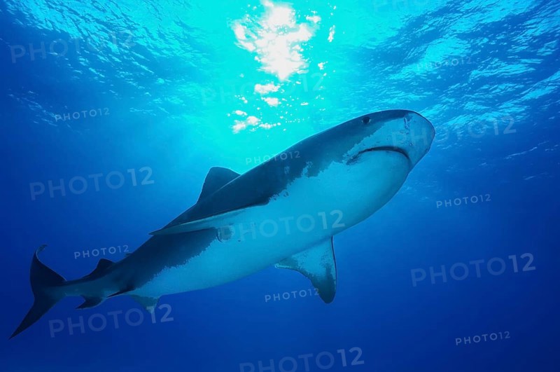 Tiger Shark