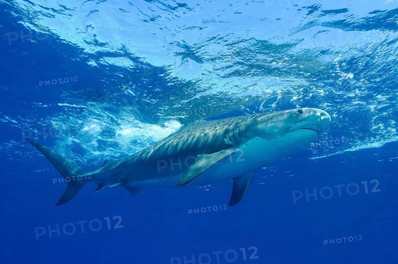 Tiger Shark