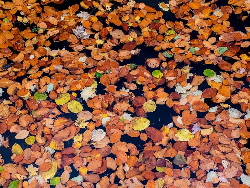 Colourful autumn leaves on water surface