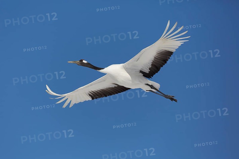 Red-crowned crane