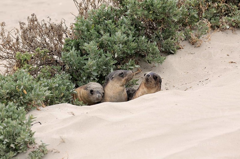 Australian sea lion