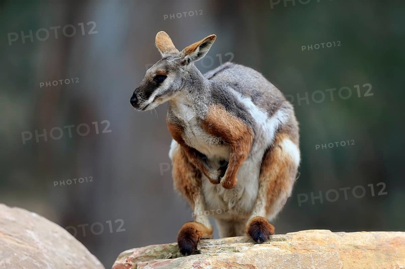 Yellow-footed rock-wallaby