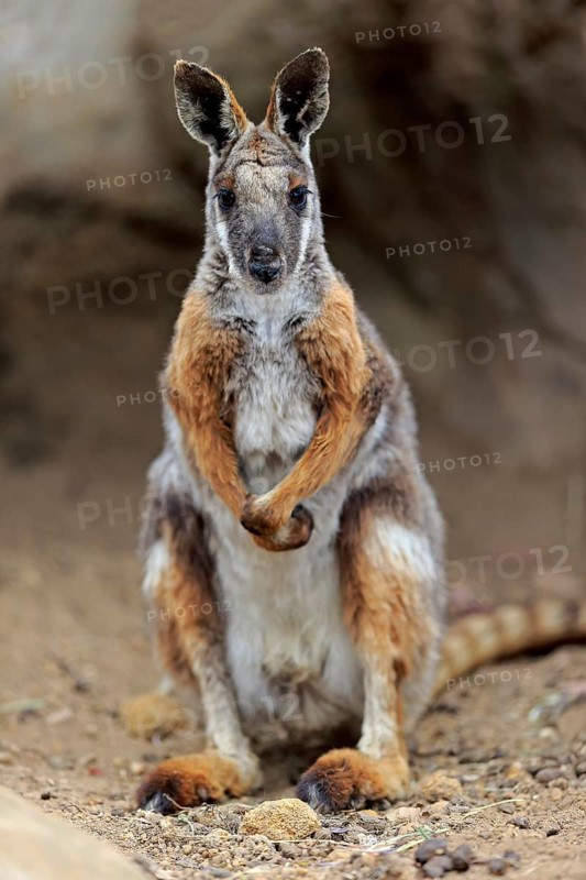 Yellow-footed rock-wallaby