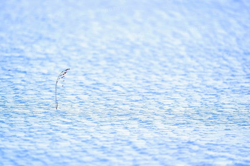 Snow patterns and one blade of grass in Ilulissat