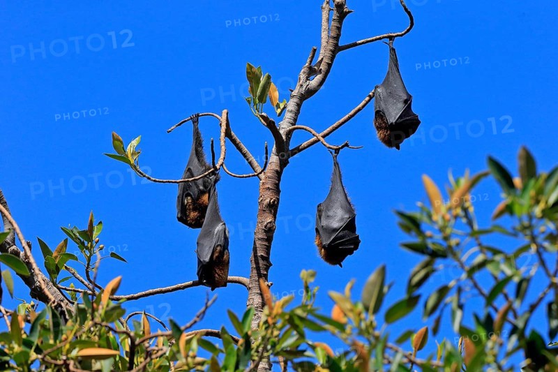 Grey-headed flying fox