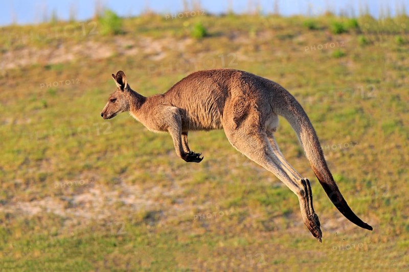 Eastern grey kangaroo