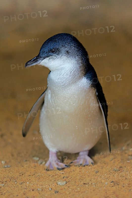 Little penguin