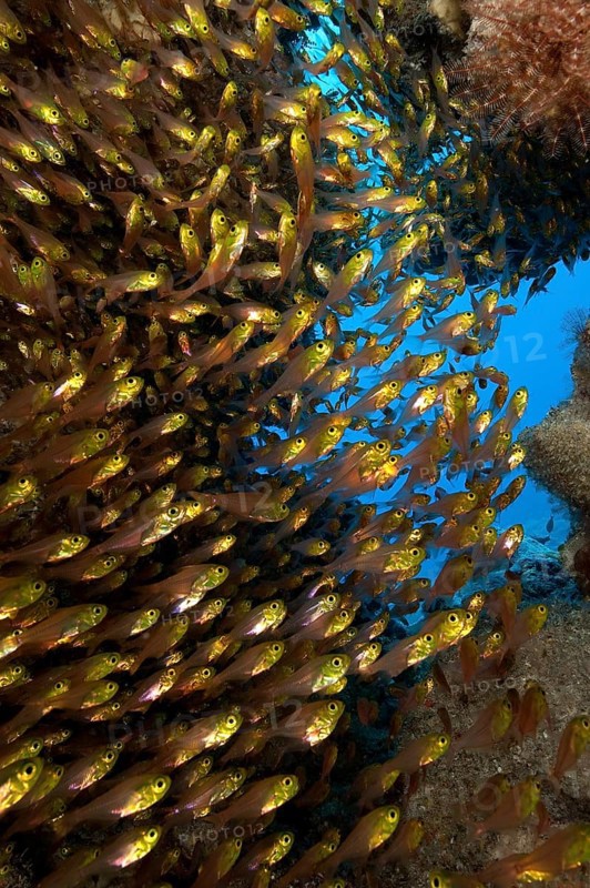 Shoal of Golden Glassfish