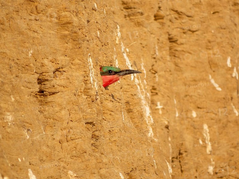 Southern carmine bee-eater
