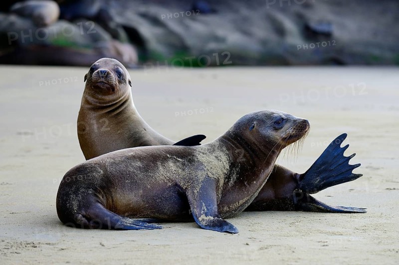 Two Galapagos sea lions