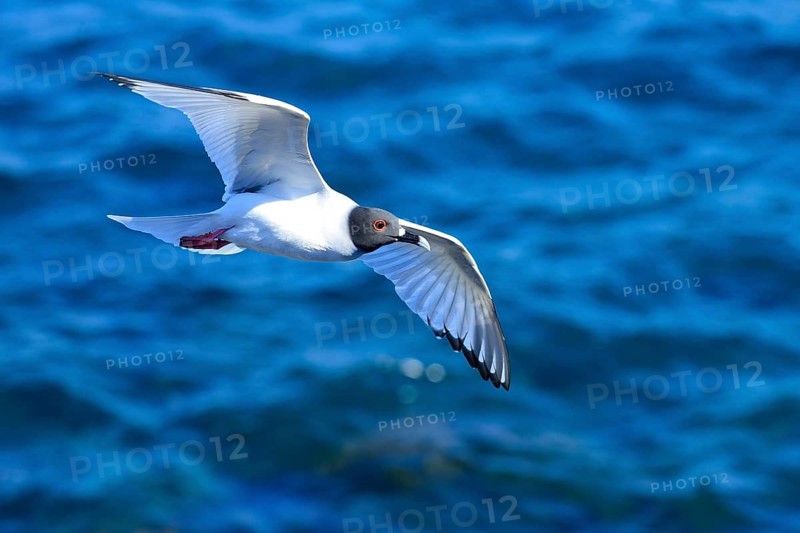 Swallow-tailed gull