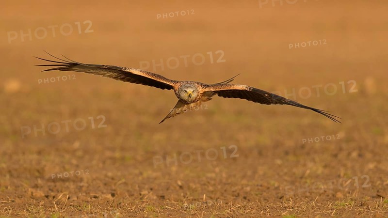 Red kite