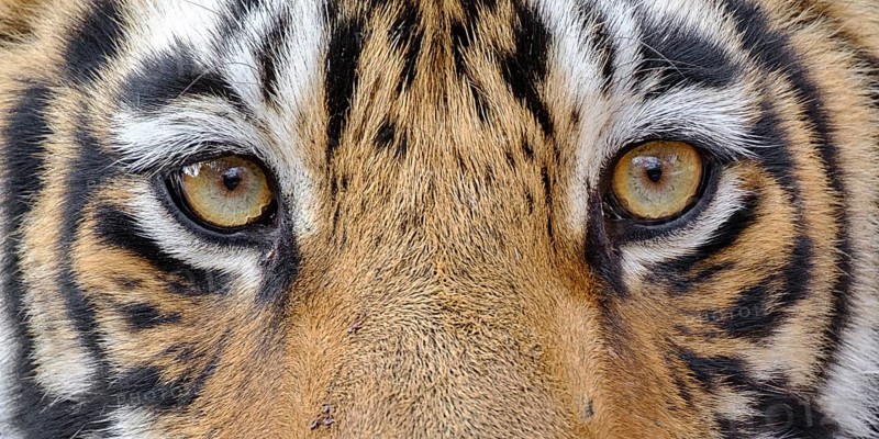 Bengal Tiger