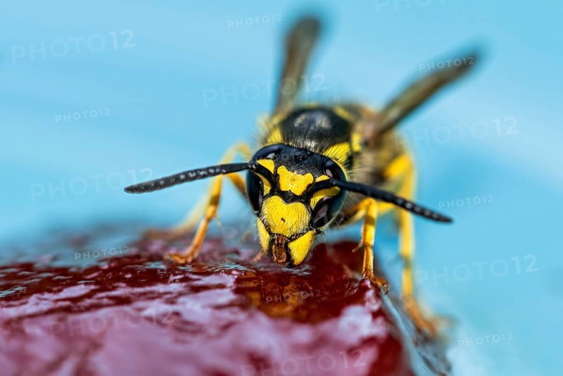 German wasp