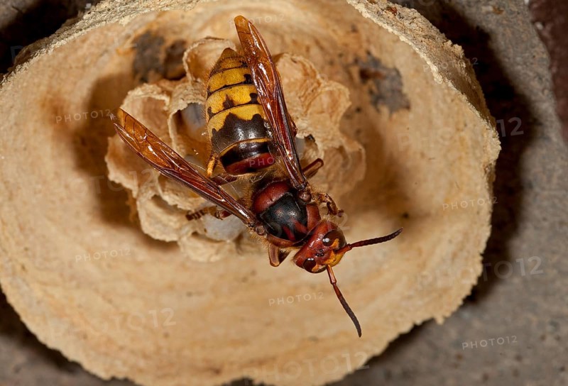 European hornet